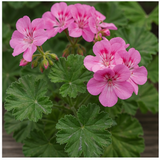 Geranium