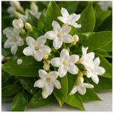 Moroccan Jasmine