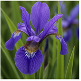 Iris