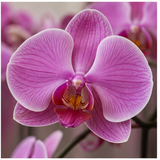Orchid