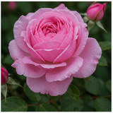 Damascena Rose