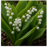 Lily of the Valley