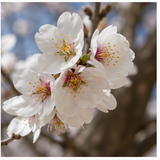 Almond blossom