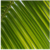 Palm leaf