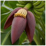 Banana blossom