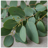 Eucalyptus
