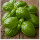 Basil