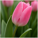 Tulip