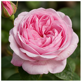 Rose de mai
