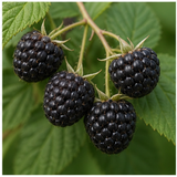 Black Raspberry