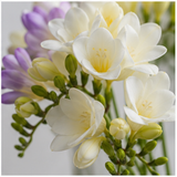 Freesia