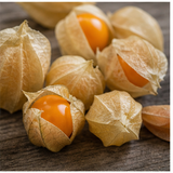 Physalis
