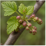 Blackcurrant Bud