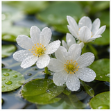 Aquatic Flowers