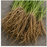 Haitian Vetiver