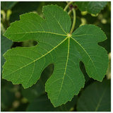 Fig Leaf