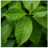 Green Leaves