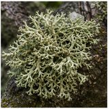 Oakmoss