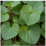 Violet Leaves