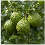 Calabrian Bergamot