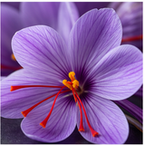 Saffron flower