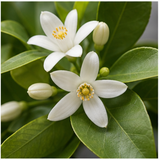 Tunisian Neroli