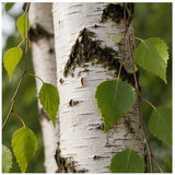 Birch
