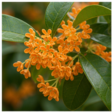 Osmanthus