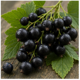 Black Currant