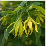Ylang Ylang