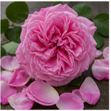 Damask Rose