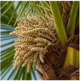Palm Flower