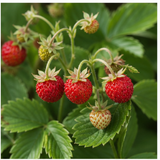 Wild Strawberry