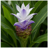 Blue Ginger