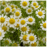 Chamomile