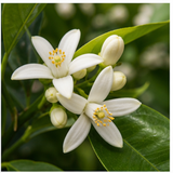 Orange Blossom