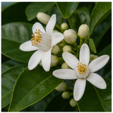 Neroli