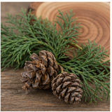Cedar
