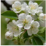 Pear blossom