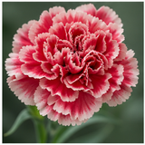 Carnation
