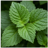 Patchouli Leaf