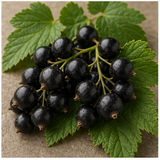 Blackcurrant