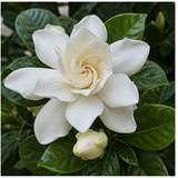 Gardenia