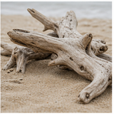 Driftwood