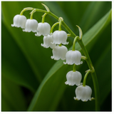 Lily-of-the-Valley