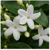 Jasmine