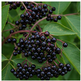 Elderberry