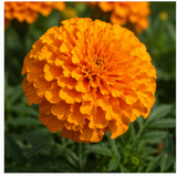 Marigold