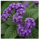 Heliotrope