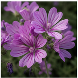 Mauve blooms